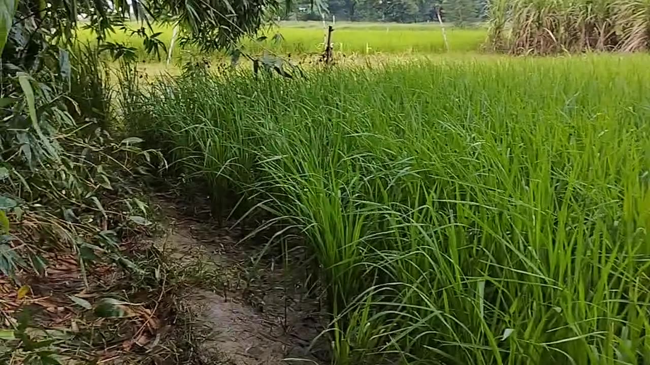 Crops