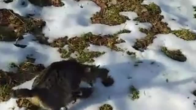 Kusijak is right place