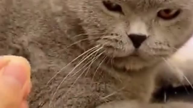 Funny Cat Angry When Master Pull His Hair