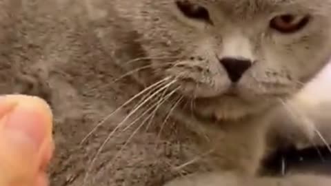 Funny Cat Angry When Master Pull His Hair