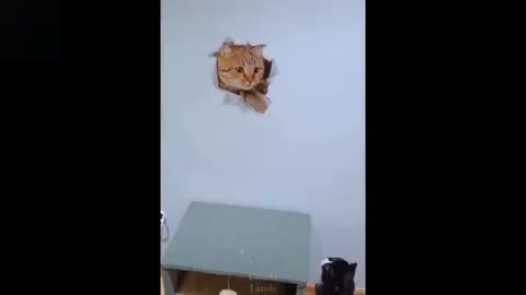 Animals Funny video