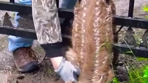 Animals that asked human for help 🙂🙃 #shorts #animalshorts #rumbleshorts #animals