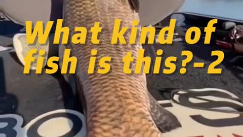 What kind of fish is this