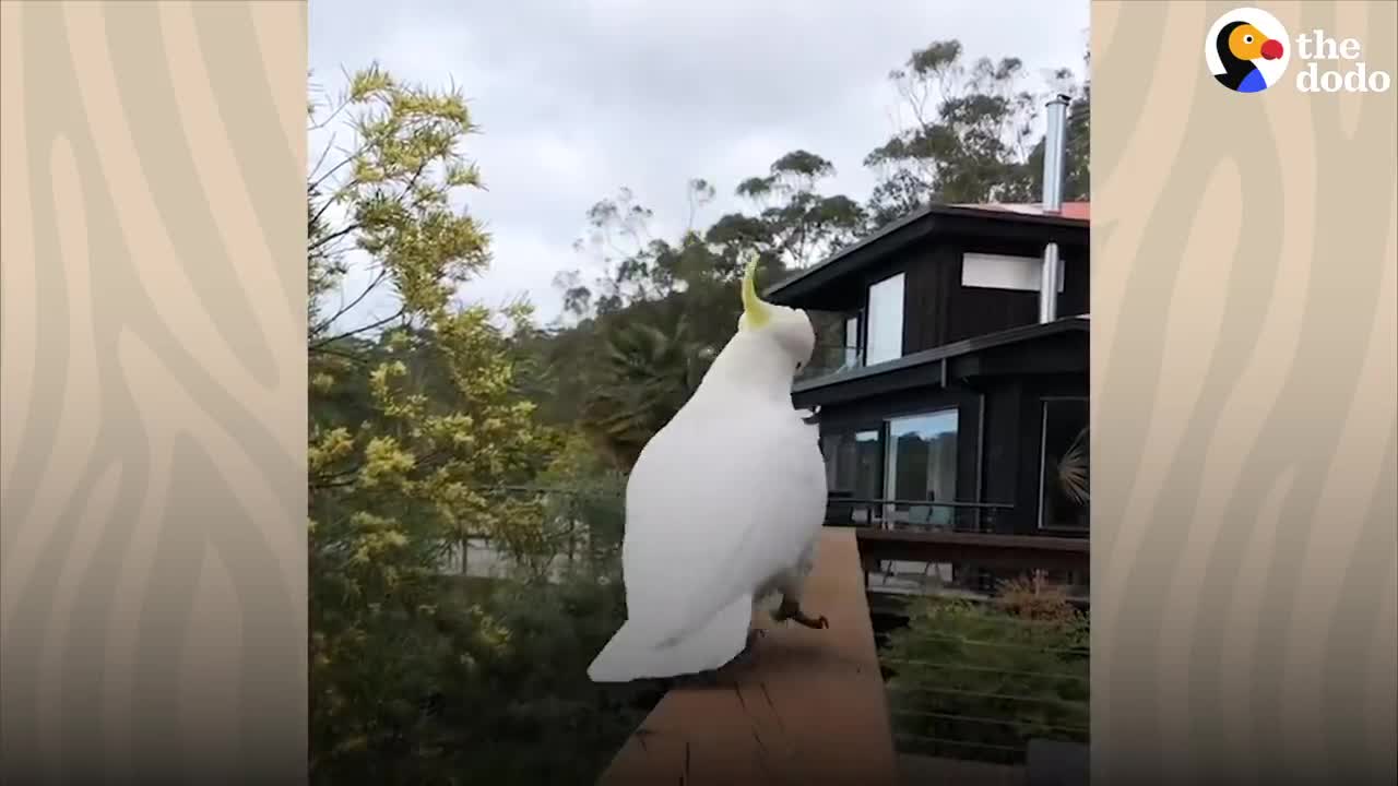 Red Parrot Brings Girlfriend Over To Meet The Woman He Visits Every Day - The Dodo Wild Hearts_p2