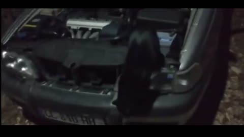 jumping cat from car