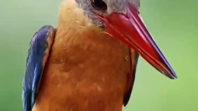 A bird with an orange mouth
