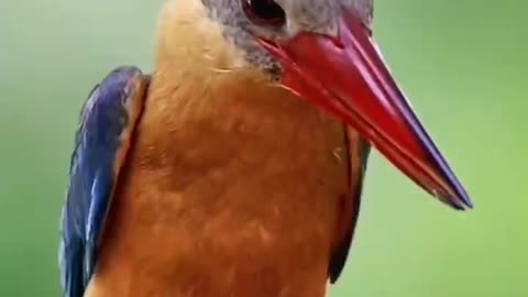 A bird with an orange mouth