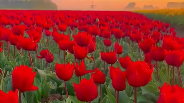 #sunsets #flowers #tulip #pink #white #red #beautifulflowers #beaut #foryou #tiktok