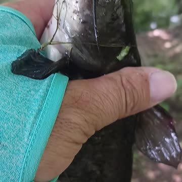 Bullhead catfish