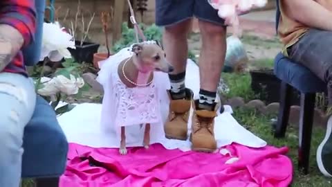 Dogs wedding