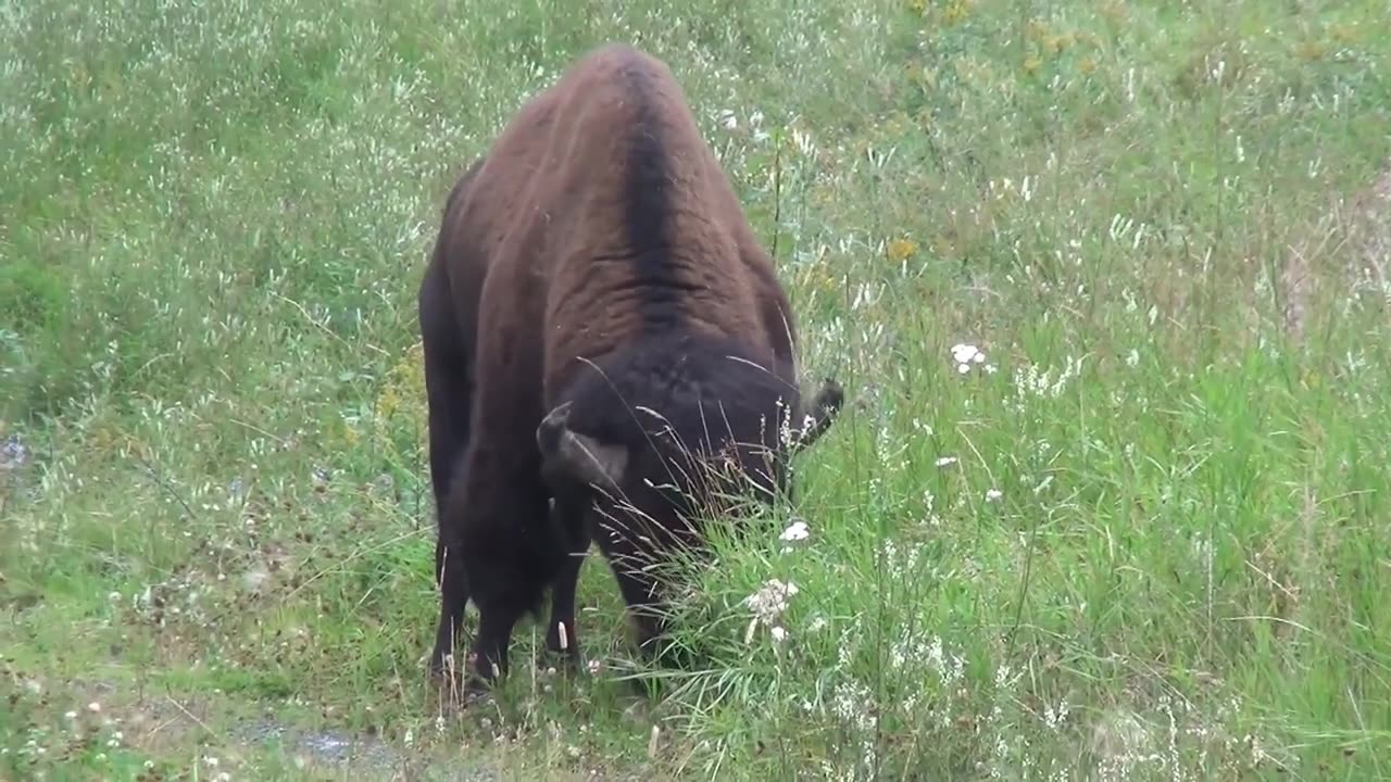 Cute baby animals Videos Compilation cute moment of the animals - Cutest Animals #13