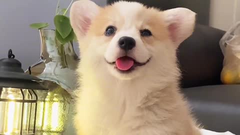 Little corgi!