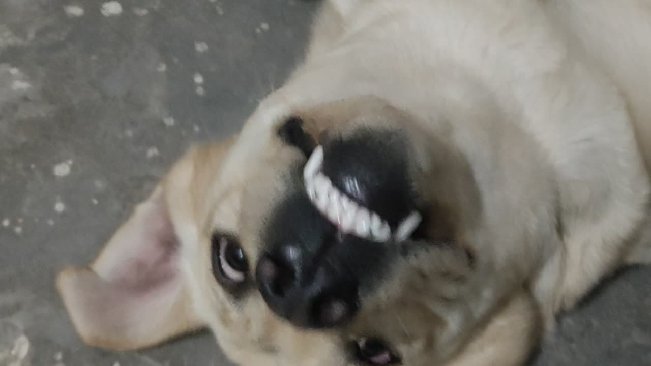 Funny clip
