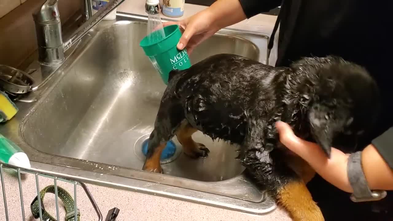 Our 8 week old rottweiler puppy gets his first bath.