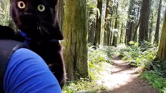 My cat is in the woods.