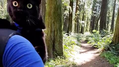 My cat is in the woods.