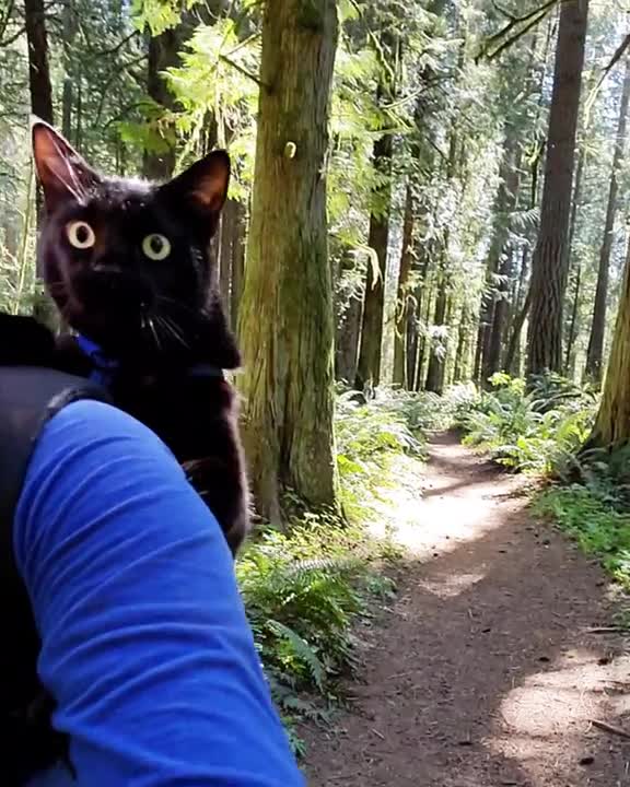 My cat is in the woods.