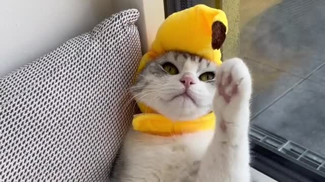 find me a better cob of 🌽, I dare you #itscorn #cats #cute #fypシ #funny #catsoftiktok