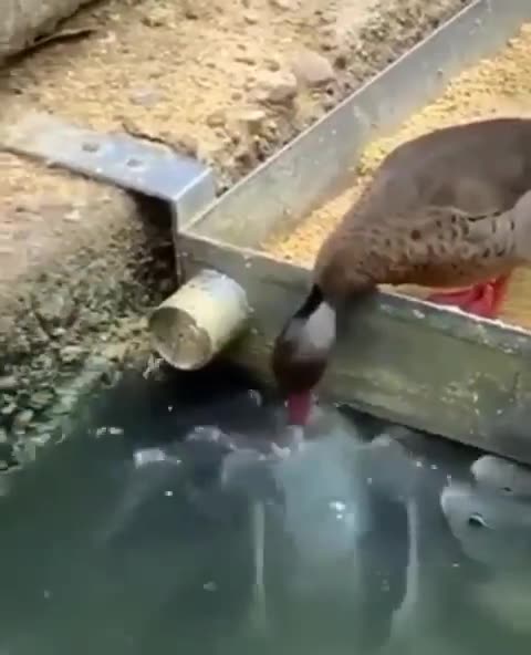 A Duck Feeding Fish