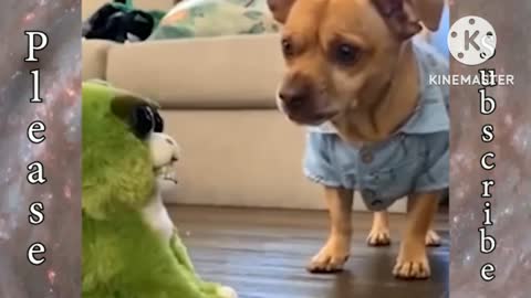 Funny animals video 2022 😂# - Best dog and cat video's#😸