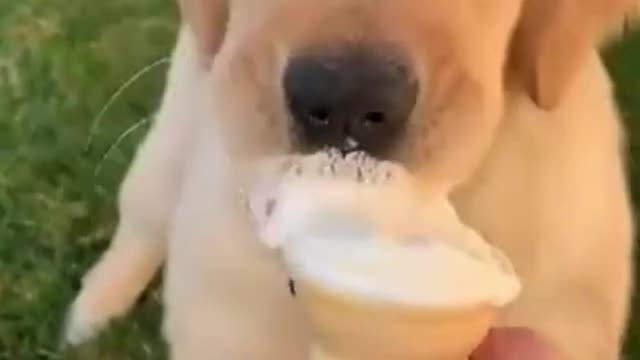 Try Not To Laugh - Funny Dogs Compilation