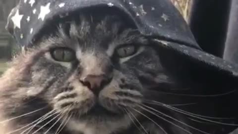 love cat