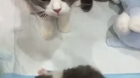 That's My Babies!!! So Sweet Cats Videos 😺😍😘