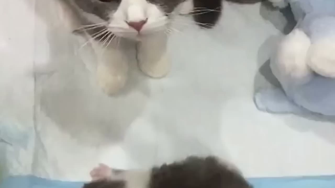 That's My Babies!!! So Sweet Cats Videos πΊππ