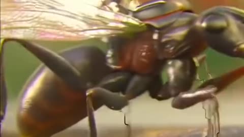 Ant man avengers