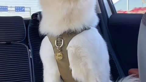 Samoyed is super cute