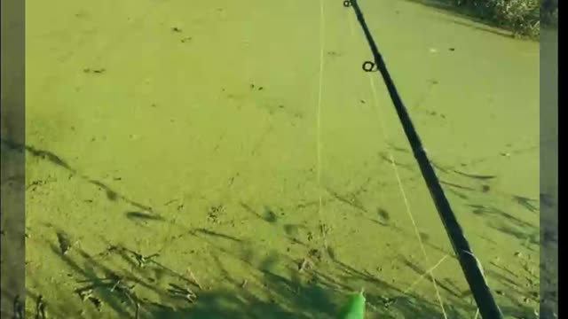 How To Fishing Snakehead Fish In Small Pond