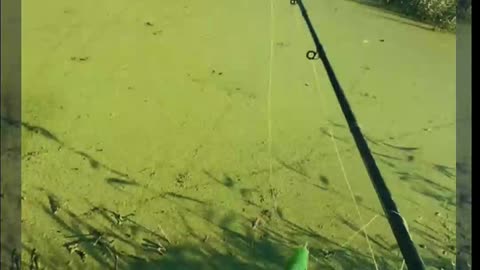 How To Fishing Snakehead Fish In Small Pond