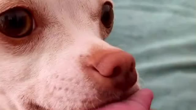 Funny dogs 😂🤣
