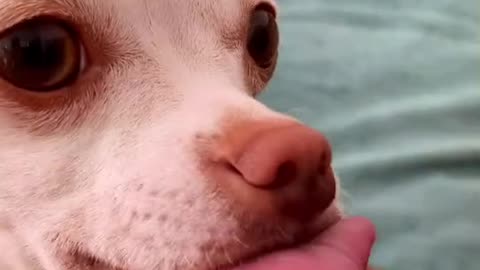 Funny dogs 😂🤣