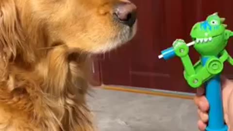 Funny Golden Retriever playing with balloons!!!