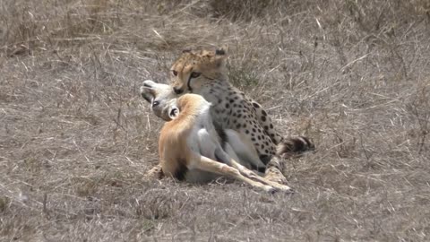 Cheetah Kill Right Under Our Car-1