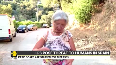 Spain: Wild boars pose threat to humans, authorities warn residents | Latest World News