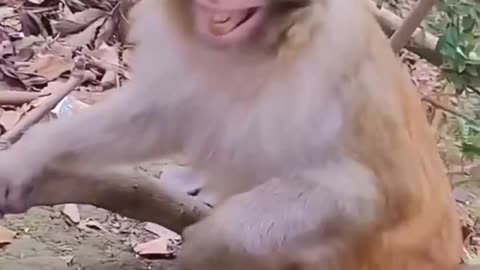 Funny animals