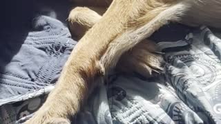 Adorable Dog Dreaming!