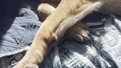 Adorable Dog Dreaming!