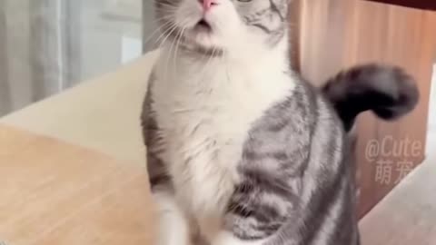 Funny Cats😀#shorts