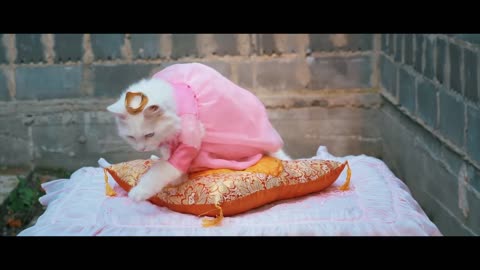 Super cat