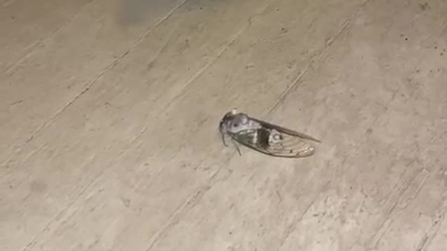 Nancy got scared of a bug