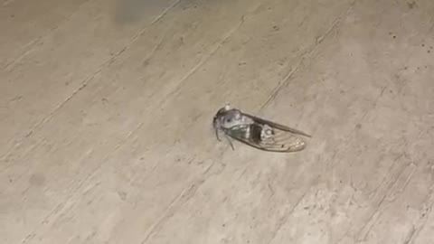 Nancy got scared of a bug