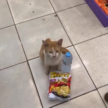 Cat Shopping To The Store 😹 Try Not Laugh