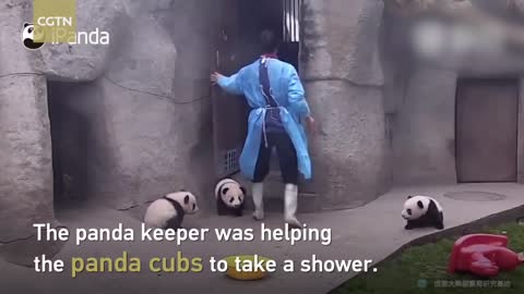 Cute alert! Giant panda cuddles with keeper during shower time