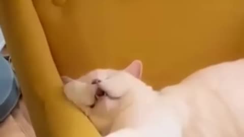 Funny animals 2023😆 - Funniest Cats and Dogs Video🐕🐈255 #shorts