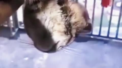 Poor little kitty 🥺🥺🥺