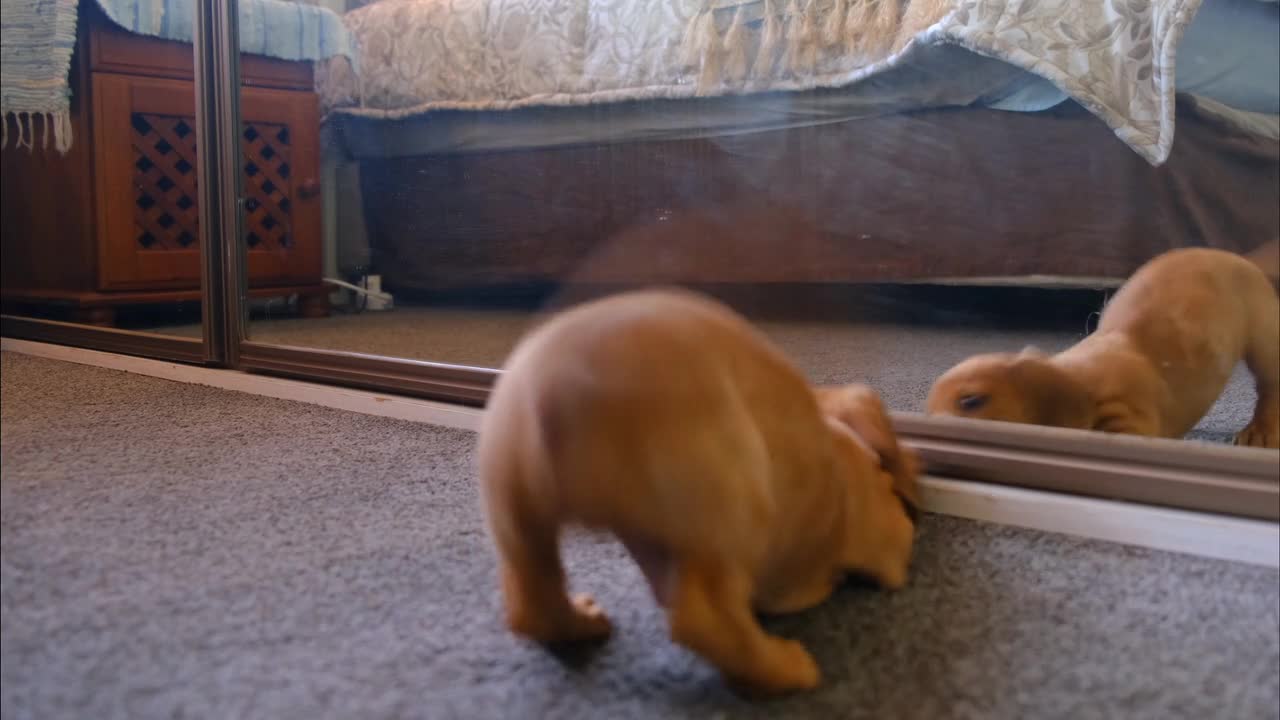 Cutest dog
