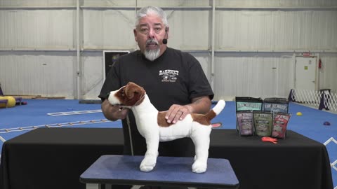 Training dogs viral videos